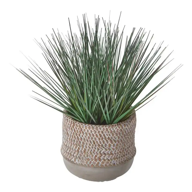 Baja Potted Grass - TAG