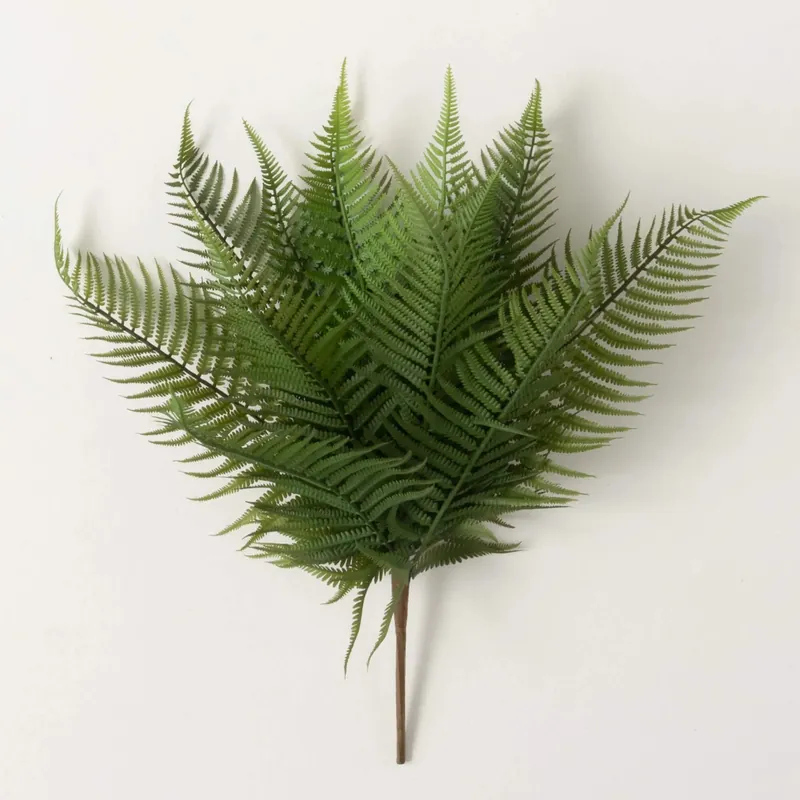 Fern Bush - Sullivans