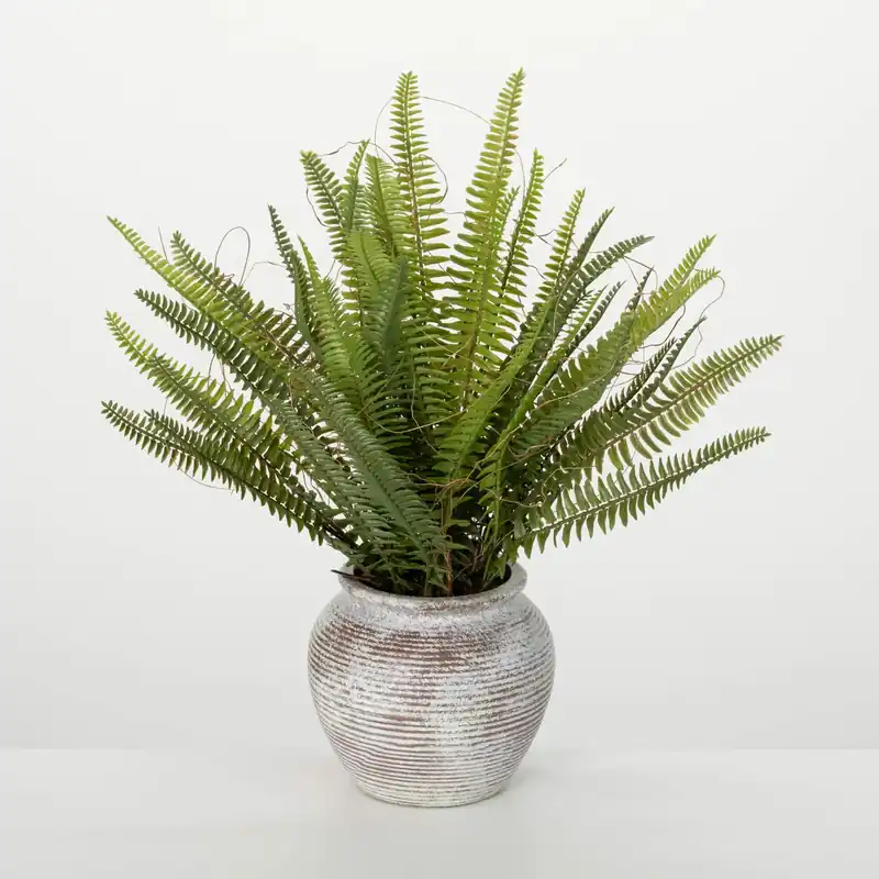 Rustic Potted Fern - Sullivans