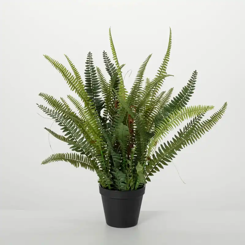 Lush Black Potted Fern - Sullivans