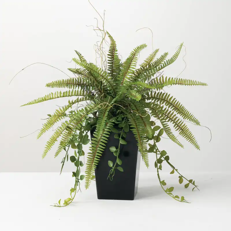 Potted Fern Arrangement - Sullivans