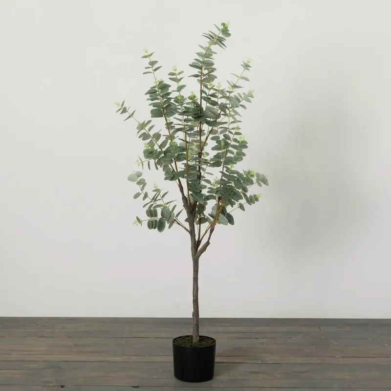 Eucalyptus Tree - Sullivans