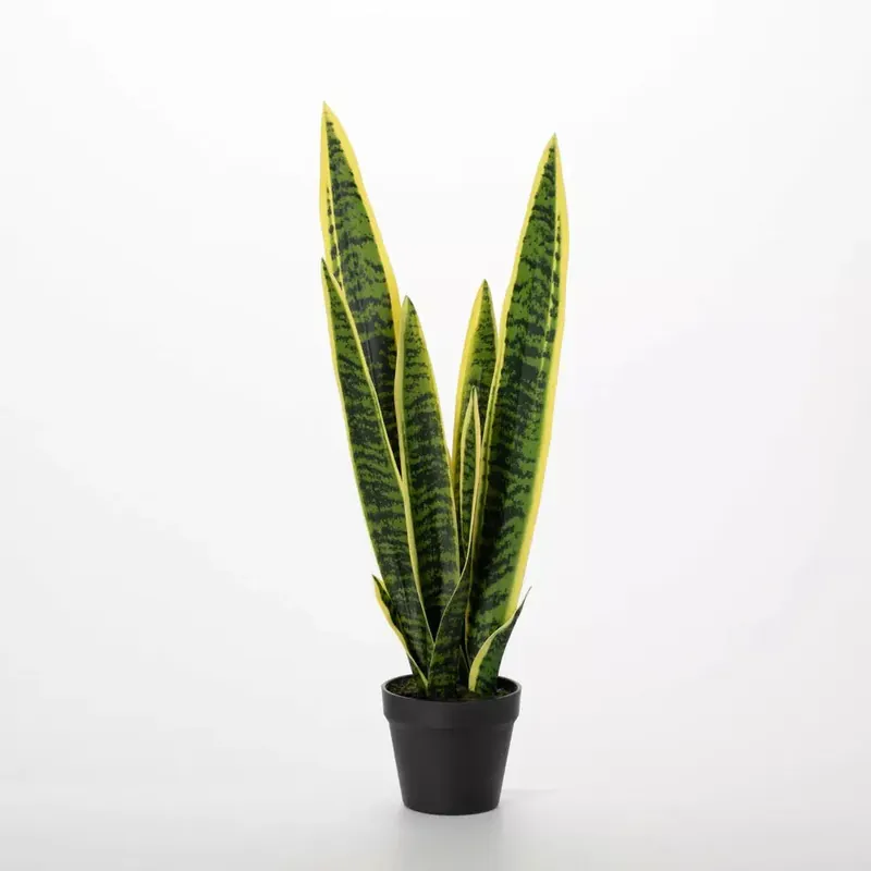 2' Potted Sansevieria Plant - Sullivans