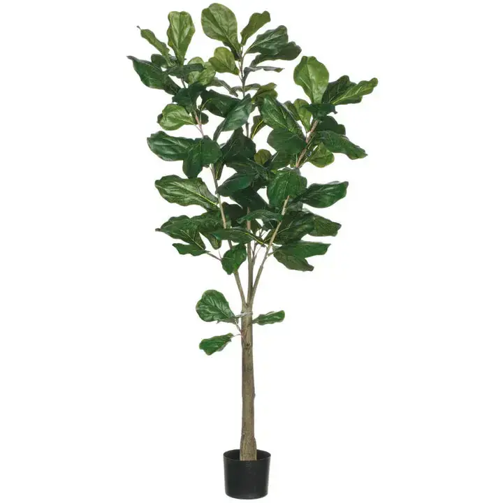 Fiddle Leaf Tree - Sullivans